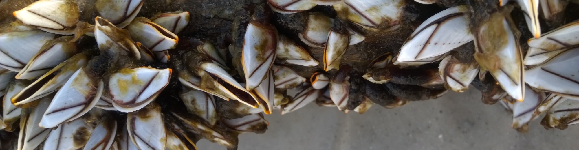 The Ronicles – Blog