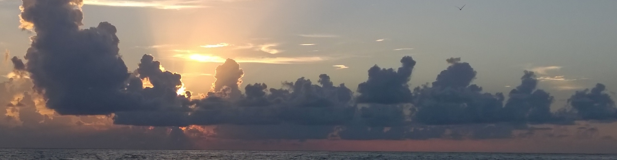 The Ronicles – Home